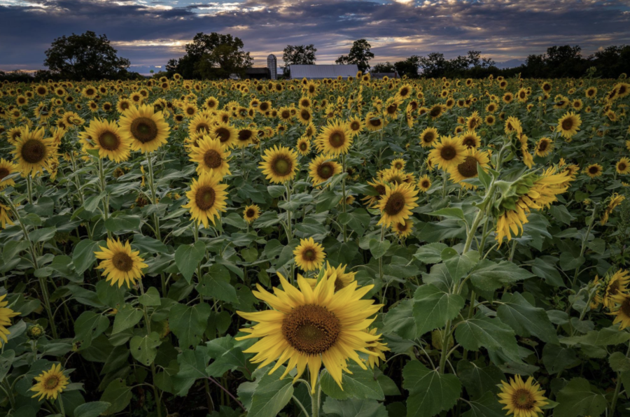 A view of the sunflowers on part of the 122-acre farm.