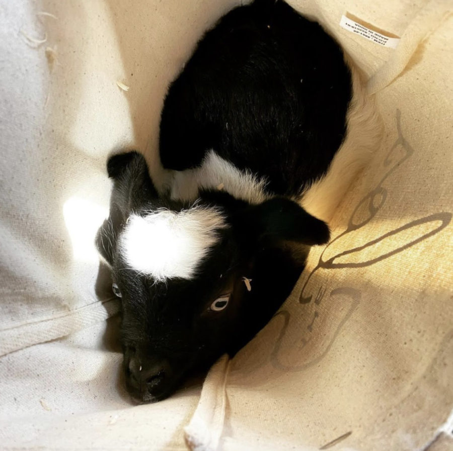 Ruth Bader Goatsburg in the tote sitting for a picture.