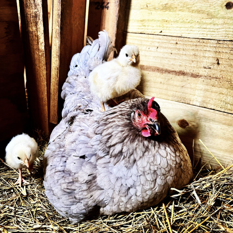 The mother hen with her new baby chicks. 