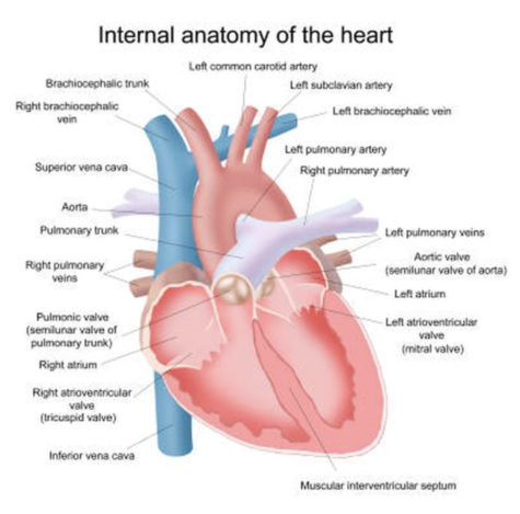 The internal anatomy of the heart.